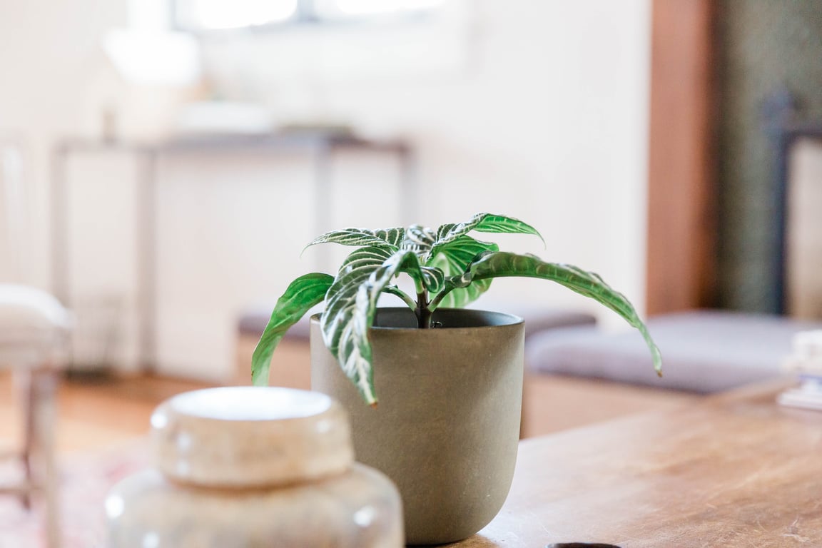 Small Plant in Pot on Wooden Table